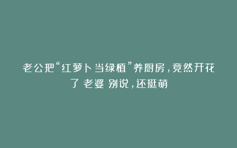 老公把“红萝卜当绿植”养厨房,竟然开花了?老婆:别说,还挺萌
