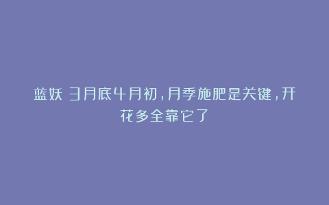 蓝妖:3月底4月初,月季施肥是关键,开花多全靠它了!