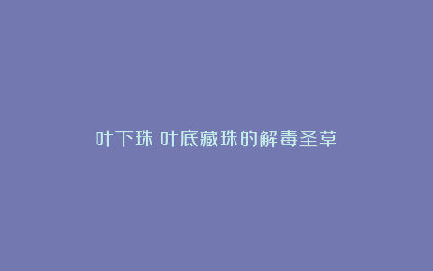 叶下珠：叶底藏珠的解毒圣草