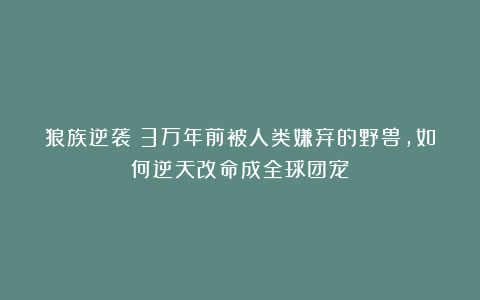 狼族逆袭！3万年前被人类嫌弃的野兽，如何逆天改命成全球团宠？