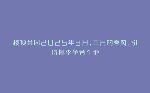 楼顶菜园2025年3月，三月的春风，引得桃李争芳斗艳