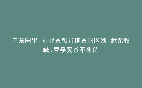 白茶圈里,荒野茶和台地茶的区别,赶紧收藏,春季买茶不迷茫!