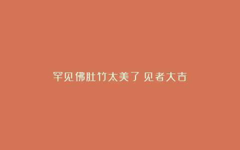 罕见佛肚竹太美了！见者大吉！