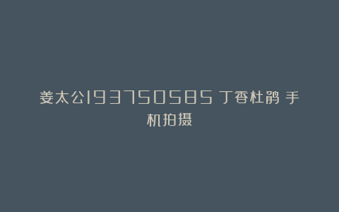 姜太公193750585：丁香杜鹃（手机拍摄）