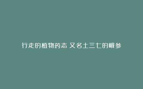 行走的植物药志丨又名土三七的峨参