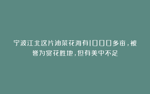宁波江北这片油菜花海有1000多亩，被誉为赏花胜地，但有美中不足