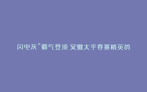 闪电灰”霸气登顶！安徽太平春赛精英鸽