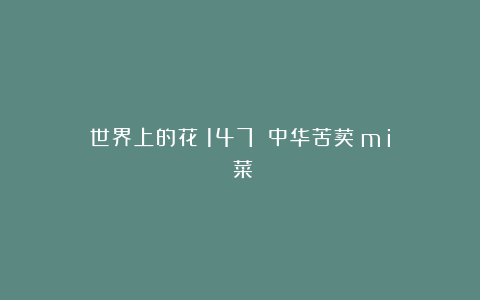 世界上的花（147）：中华苦荬（mǎi）菜
