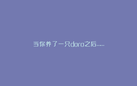 当你养了一只doro之后……