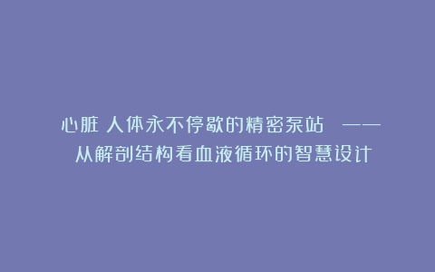 《心脏:人体永不停歇的精密泵站》 —— 从解剖结构看血液循环的智慧设计