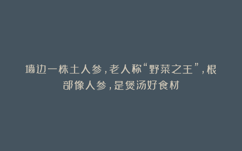 墙边一株土人参，老人称“野菜之王”，根部像人参，是煲汤好食材