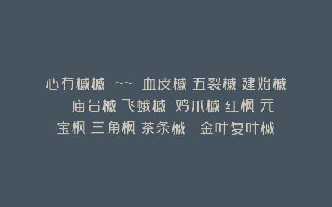 心有槭槭 ~~ 血皮槭|五裂槭|建始槭 |庙台槭|飞蛾槭 |鸡爪槭|红枫|元宝枫|三角枫|茶条槭| 金叶复叶槭|