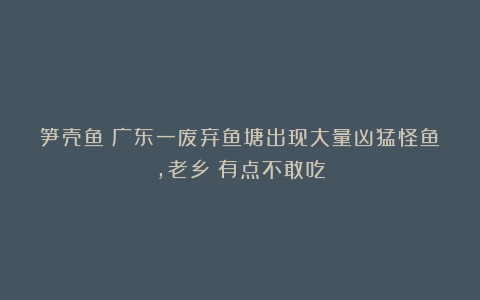 笋壳鱼？广东一废弃鱼塘出现大量凶猛怪鱼，老乡：有点不敢吃