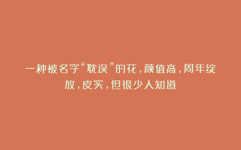 一种被名字“耽误”的花，颜值高，周年绽放，皮实，但很少人知道