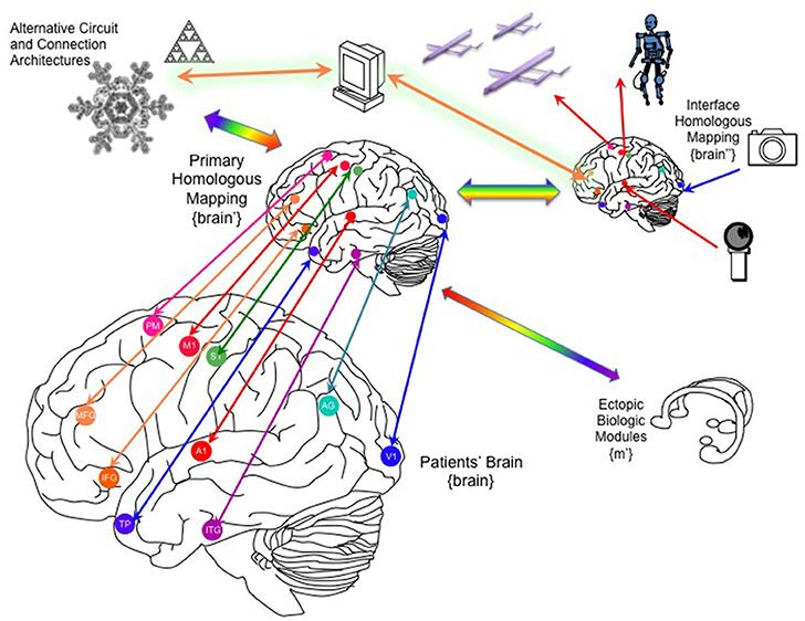Exploring the Limitations of Current AI Systems and How Human Brain Emulation may Bridge the Gap