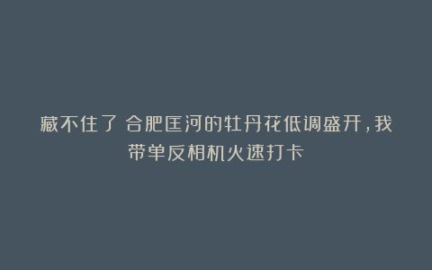 藏不住了！合肥匡河的牡丹花低调盛开，我带单反相机火速打卡