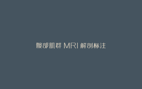 髋部肌群（MRI）解剖标注