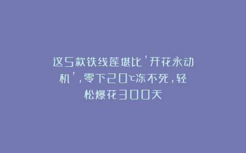 这5款铁线莲堪比’开花永动机’，零下20℃冻不死，轻松爆花300天！