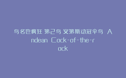 鸟名也疯狂|第2鸟:安第斯动冠伞鸟 Andean Cock-of-the-rock
