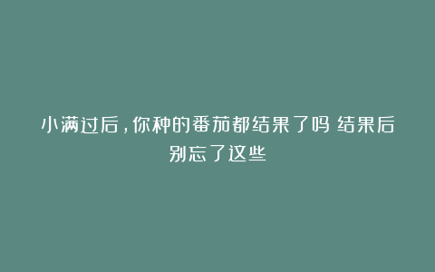 小满过后，你种的番茄都结果了吗？结果后别忘了这些