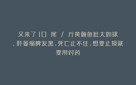 又来了！10 尾 / 斤黄颡鱼肚大如球、肝萎缩脾发黑，死亡止不住，想要止损就要用对药！