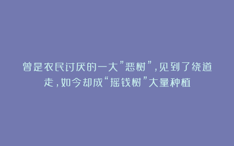 曾是农民讨厌的一大”恶树”，见到了绕道走，如今却成“摇钱树”大量种植