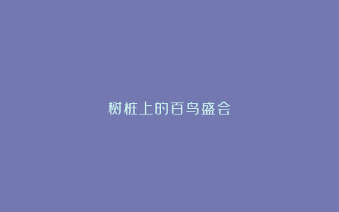 树桩上的百鸟盛会