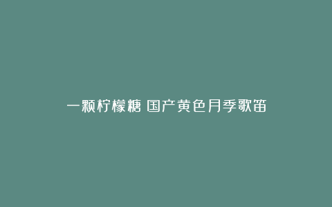 一颗柠檬糖：国产黄色月季歌笛
