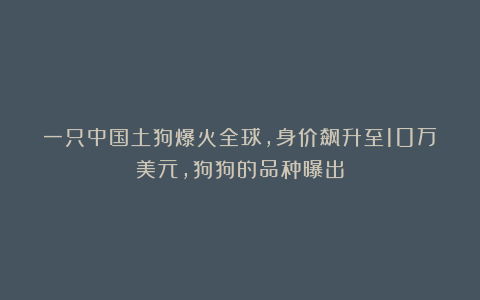 一只中国土狗爆火全球，身价飙升至10万美元，狗狗的品种曝出