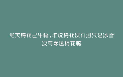 绝美梅花24幅，谁说梅花没有泪只是冰雪没有寒透梅花蕊
