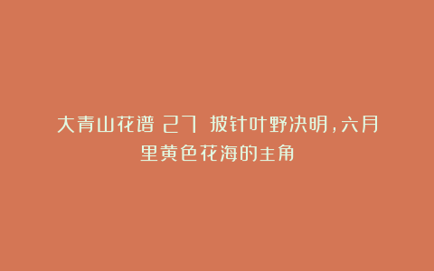 大青山花谱(27)|披针叶野决明,六月里黄色花海的主角
