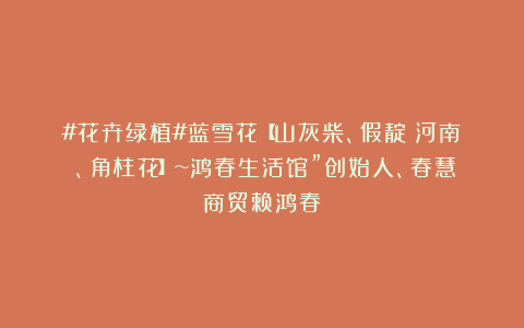 #花卉绿植#蓝雪花【山灰柴、假靛（河南）、角柱花】~鸿春生活馆”创始人、春慧商贸赖鸿春