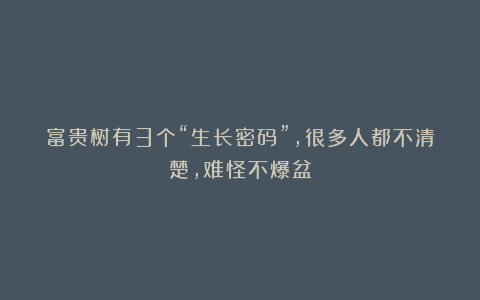 富贵树有3个“生长密码”，很多人都不清楚，难怪不爆盆