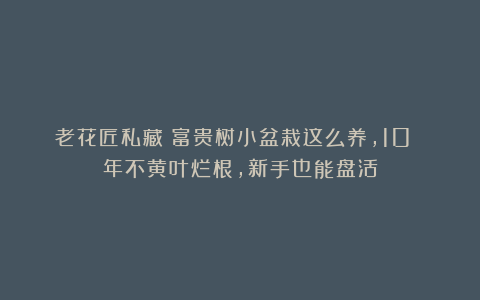 老花匠私藏：富贵树小盆栽这么养，10 年不黄叶烂根，新手也能盘活