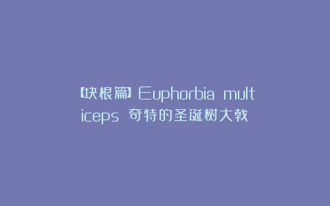 【块根篇】Euphorbia multiceps 奇特的圣诞树大戟