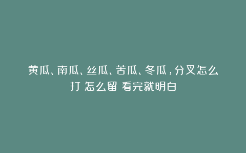 黄瓜、南瓜、丝瓜、苦瓜、冬瓜,分叉怎么打?怎么留?看完就明白
