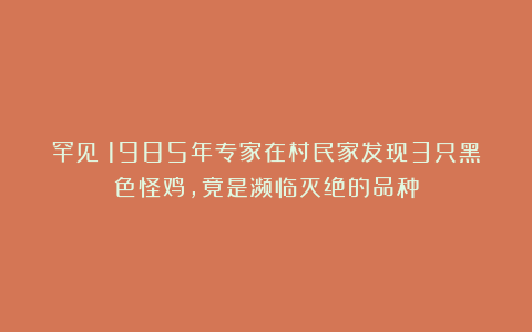 罕见！1985年专家在村民家发现3只黑色怪鸡，竟是濒临灭绝的品种