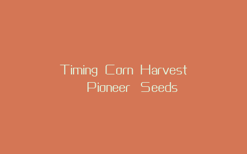 Timing Corn Harvest | Pioneer® Seeds