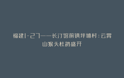 福建1-27——长汀馆前镇坪埔村:云霄山猴头杜鹃盛开