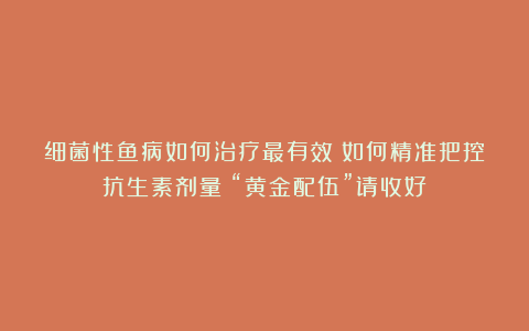 细菌性鱼病如何治疗最有效？如何精准把控抗生素剂量？“黄金配伍”请收好！