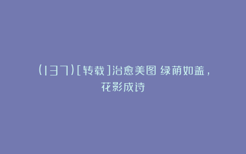 (137)[转载]治愈美图：绿荫如盖，花影成诗