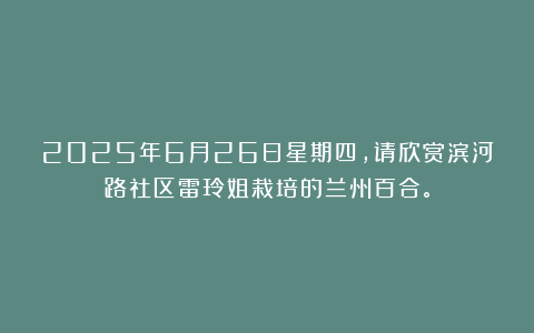 2025年6月26日星期四，请欣赏滨河路社区雷玲姐栽培的兰州百合。