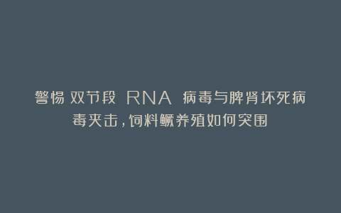 警惕！双节段 RNA 病毒与脾肾坏死病毒夹击，饲料鳜养殖如何突围？