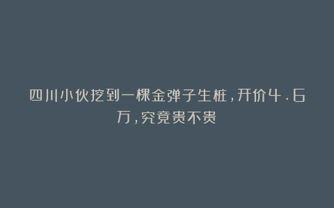 四川小伙挖到一棵金弹子生桩，开价4.6万，究竟贵不贵？