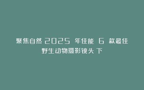 聚焦自然：2025 年佳能 6 款最佳野生动物摄影镜头（下）