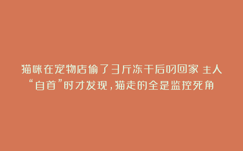 猫咪在宠物店偷了3斤冻干后叼回家？主人“自首”时才发现，猫走的全是监控死角！