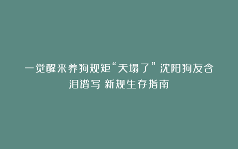 一觉醒来养狗规矩“天塌了”？沈阳狗友含泪谱写《新规生存指南》