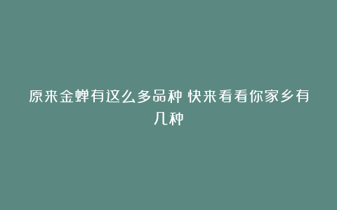 原来金蝉有这么多品种！快来看看你家乡有几种