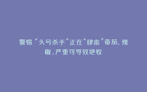 警惕！“头号杀手”正在“肆虐”番茄、辣椒，严重可导致绝收！