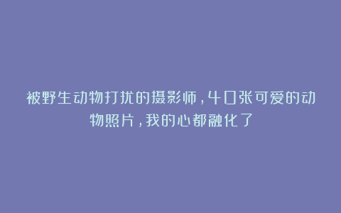 被野生动物打扰的摄影师,40张可爱的动物照片,我的心都融化了